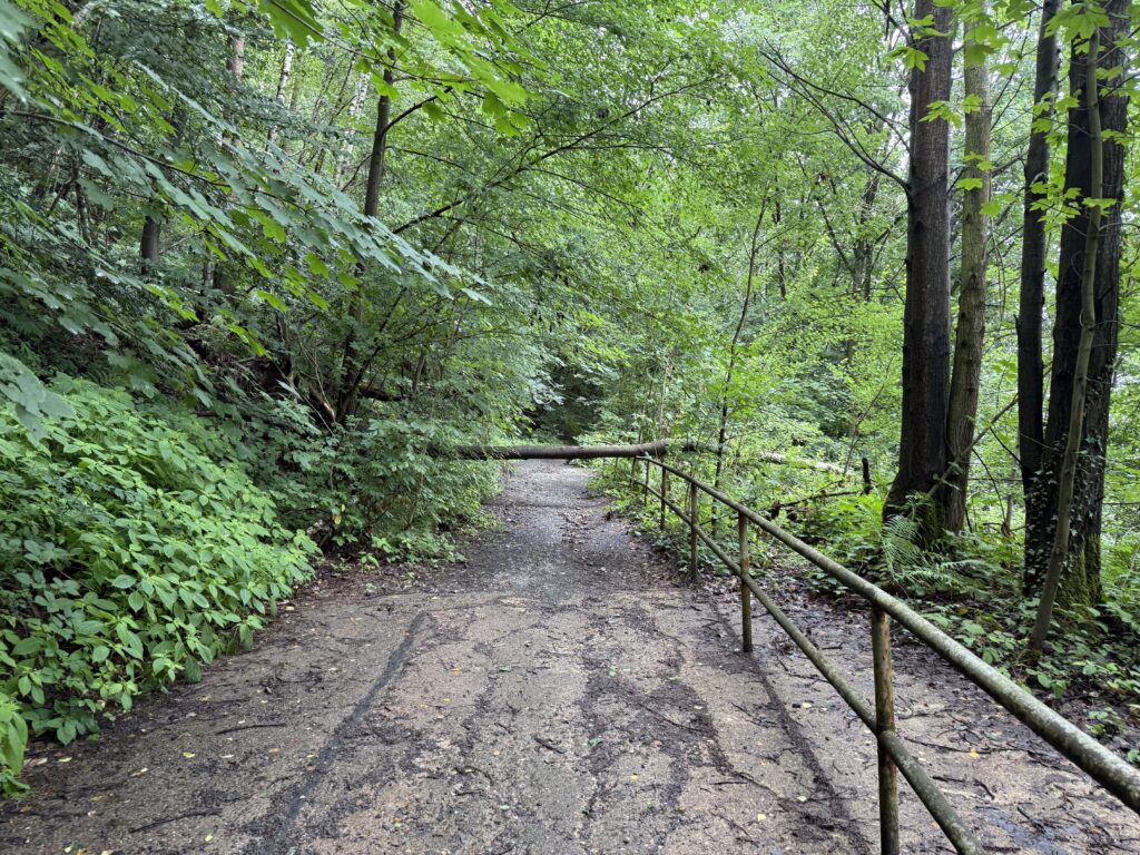 Ein über den Weg liegender Baumstamm.