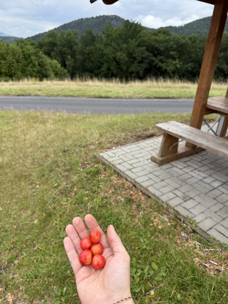 Eine Handvoll Kirschen.